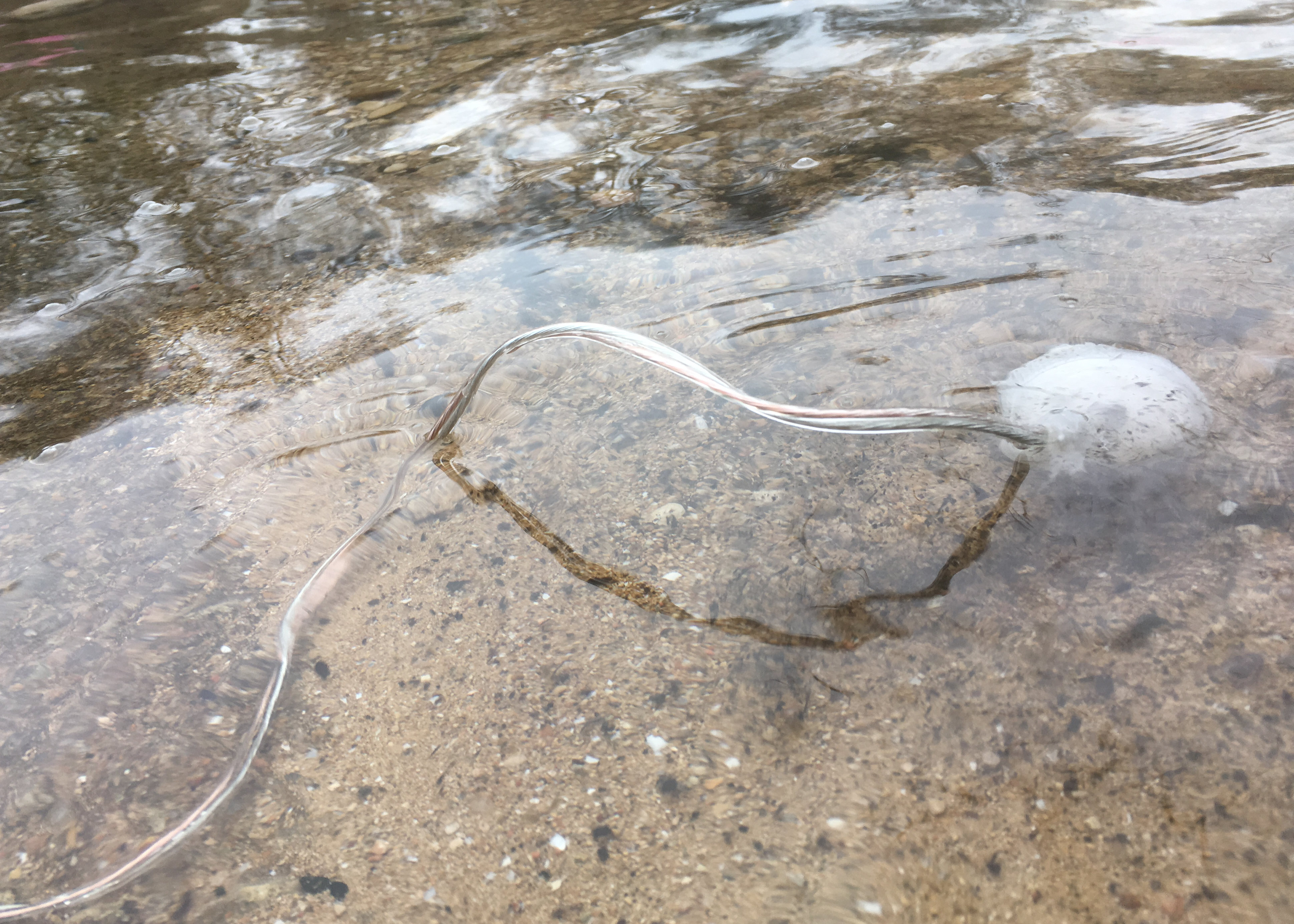 The Pool installation
